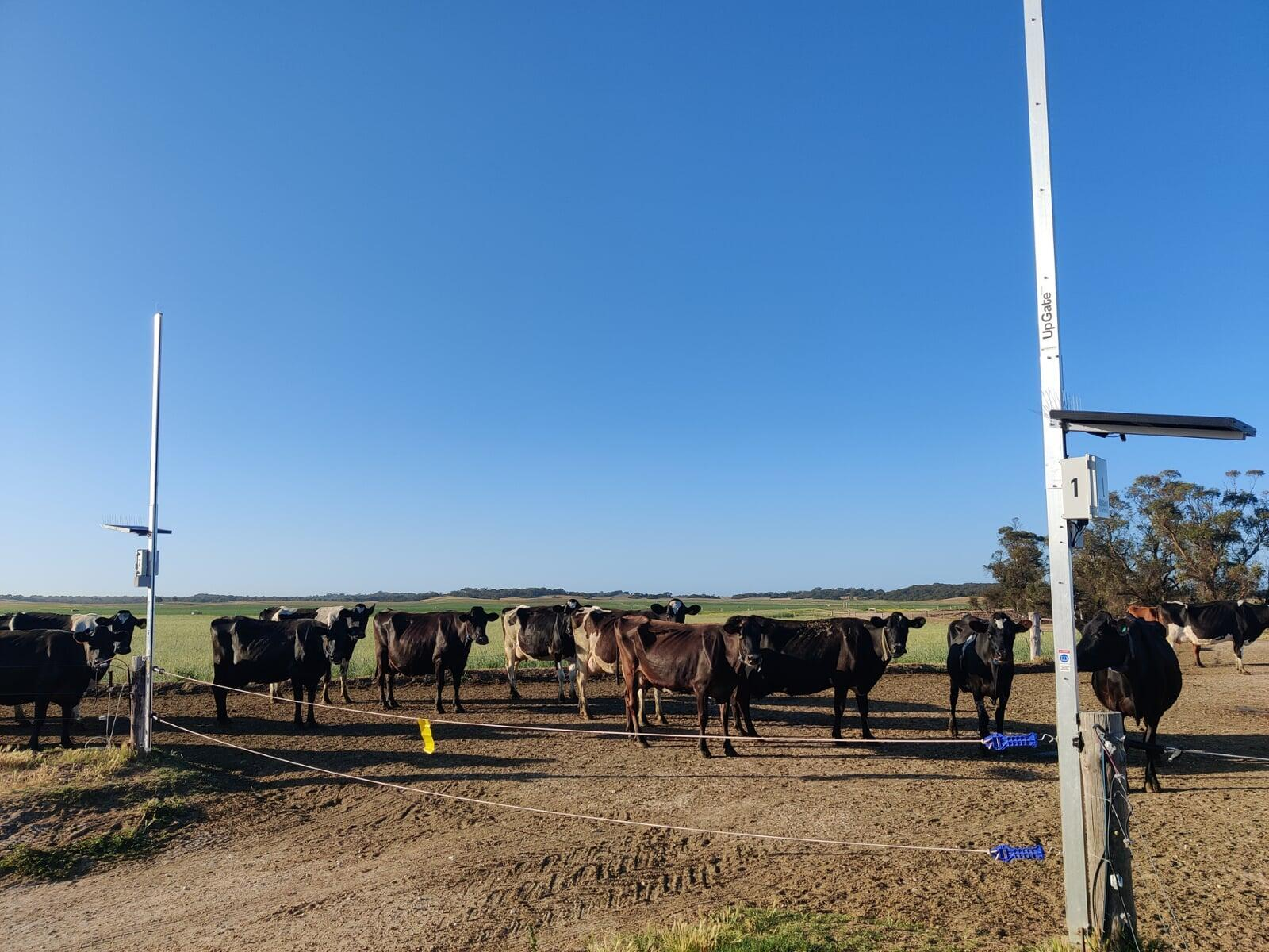 Cattle behind an UpGate electrified gateway