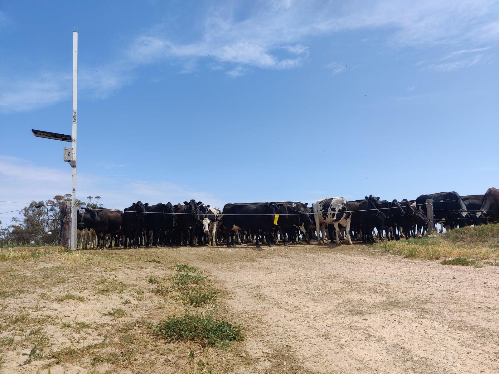 UpGate installed at a paddock gateway